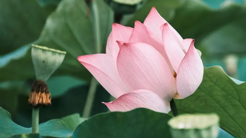 Lotus Blooms at the Guanlan Printmaking Base,longhua,longhua district,Longhua Government Online
