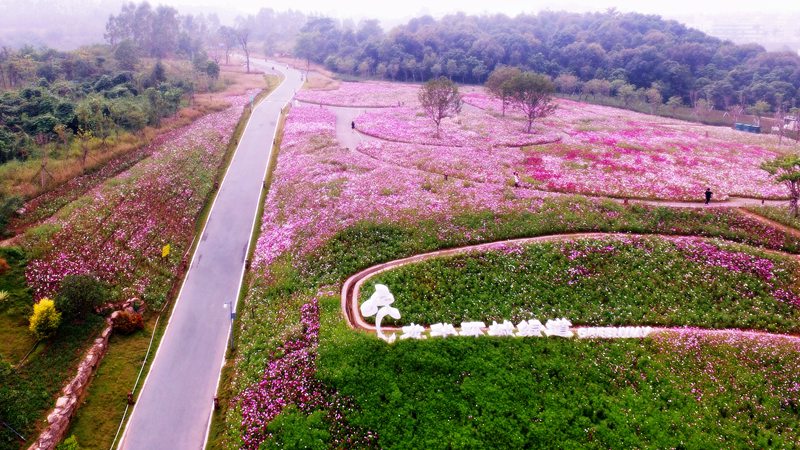 环城绿道波斯菊（大水坑段） _副本.jpg