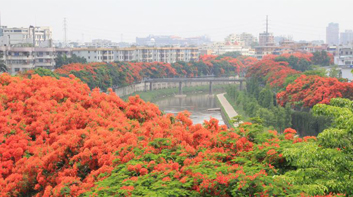 观澜河“红飘带”廊道