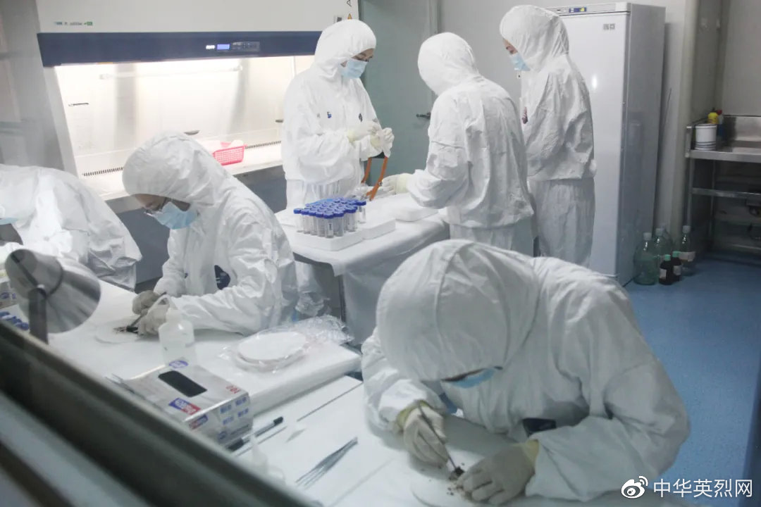 军事科学院军事医学研究院王升启团队正在开展DNA鉴定工作。军事医学研究院 供图