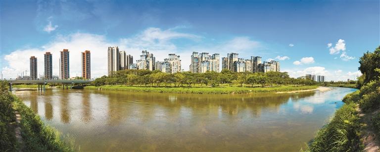 2025年深圳市观澜河龙舟赛本周日启幕