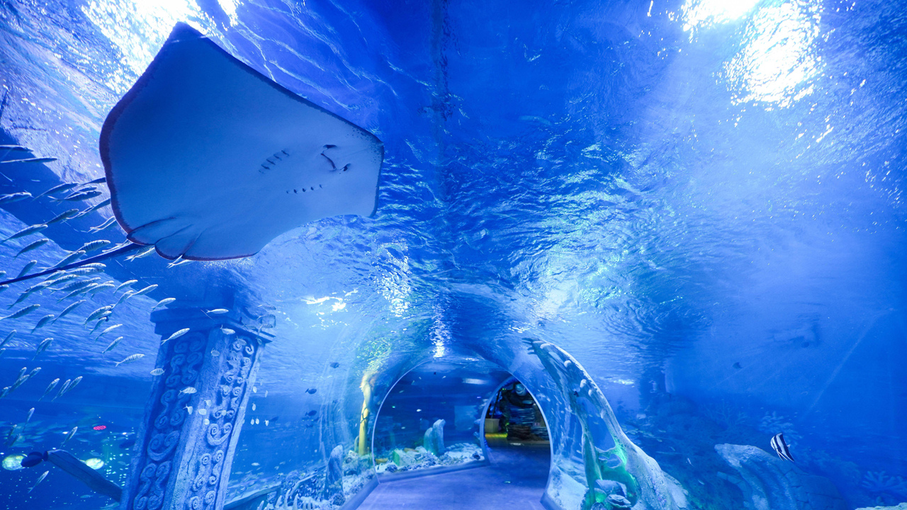 Indoor aquarium opens in Longhua,longhua,longhua district,Longhua Government Online