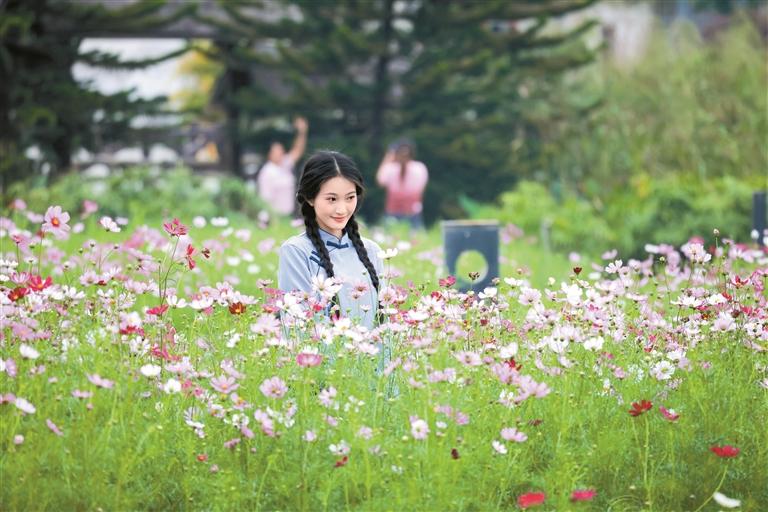 这个秋天，在龙华邂逅一片格桑花海
