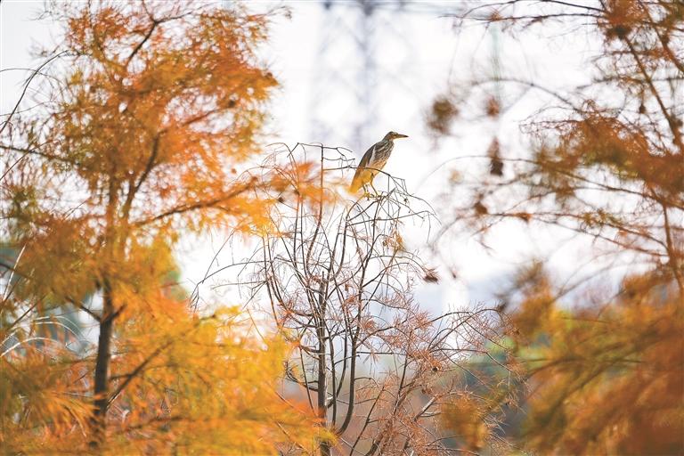 紫铃漫巷织霞锦，红杉映水绘冬图