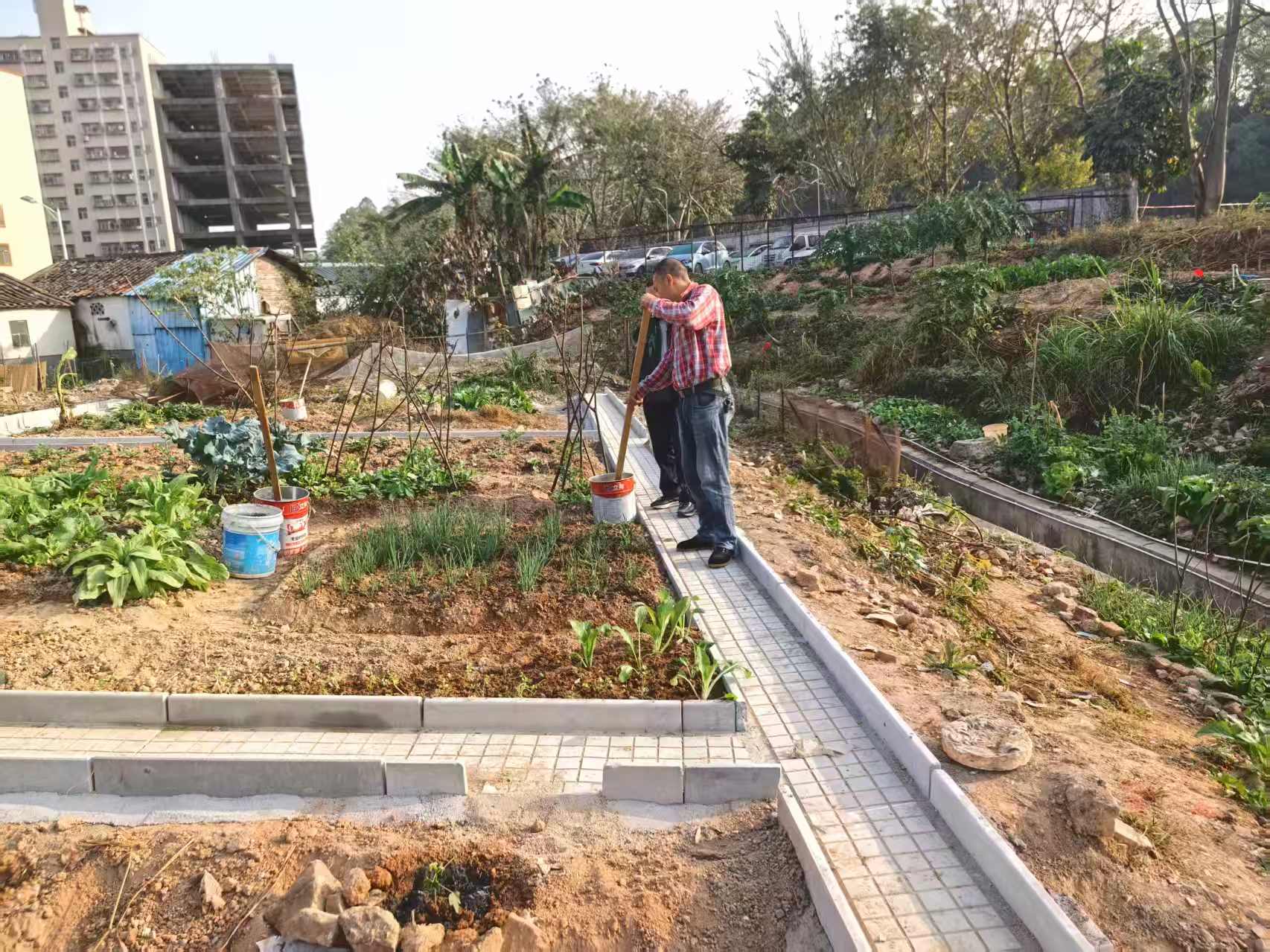 观澜街道桂香社区“爱心菜园”建成投用，闲置地块变身民生幸福新阵地