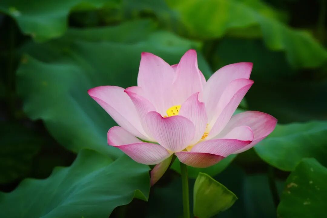 龙华荷花，进入绝美盛花期